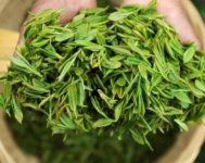 茶樹產(chǎn)量高嗎？一畝產(chǎn)多少斤？